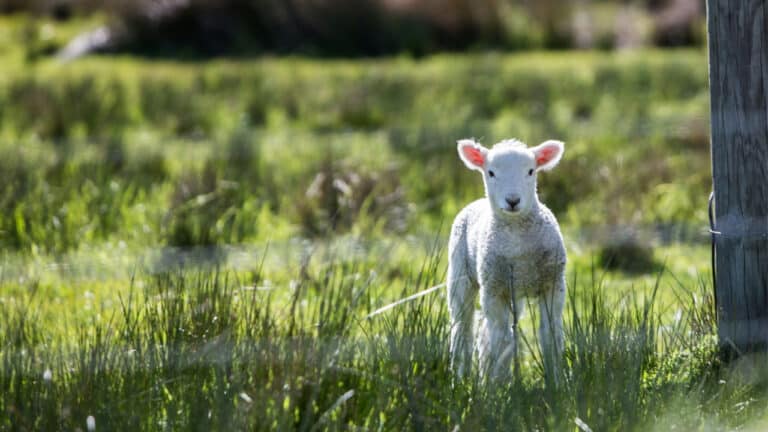imagen de un cordero contextualizando el ejemplo de mansedumbre que encontramos en Cristo