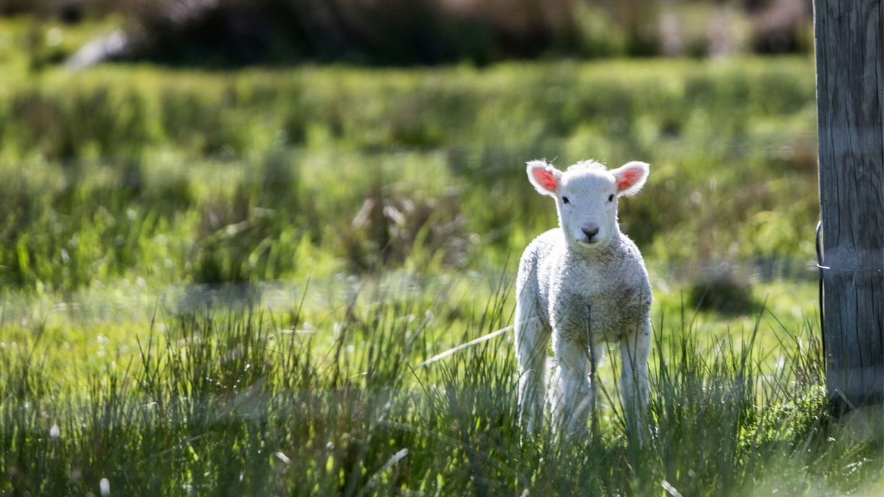 imagen de un cordero contextualizando el ejemplo de mansedumbre que encontramos en Cristo